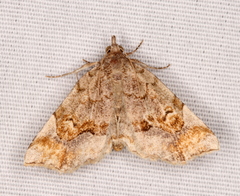 Pangrapta decoralis