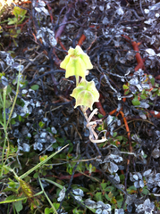 Fritillaria atropurpurea