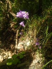 Campanula komarovii