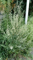 Artemisia vulgaris
