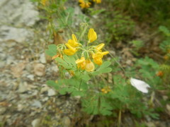 Coronilla