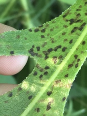 Cercospora