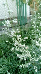 Artemisia vulgaris