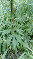 Artemisia vulgaris