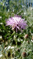 Centaurea stoebe