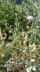 Centaurea stoebe