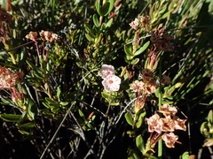 Kalmia microphylla