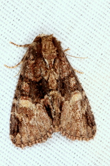 Phosphila turbulenta