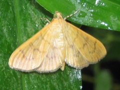 Psara obscuralis