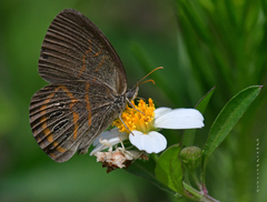 Neonympha areolatus