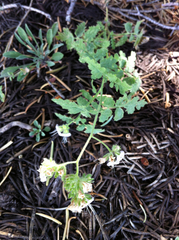 Phacelia ramosissima