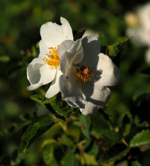 Rosa phoenicia