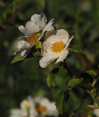 Rosa phoenicia