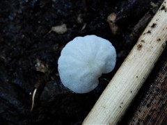 Marasmiellus bonii