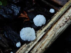 Marasmiellus bonii