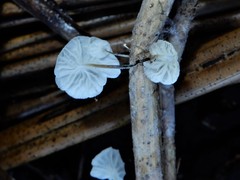Marasmiellus bonii