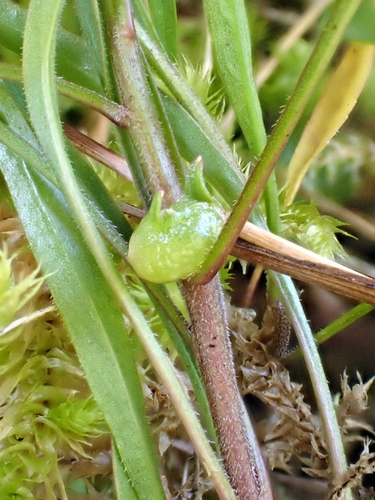 Geocrypta campanulae