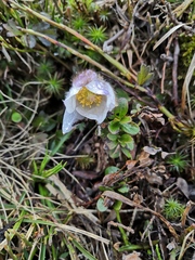 Pulsatilla vernalis