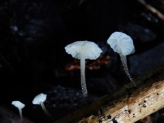 Marasmiellus bonii