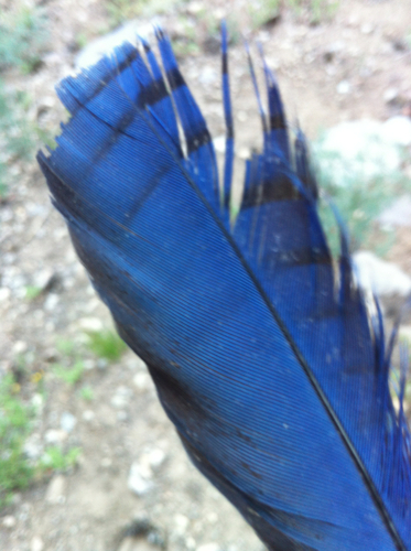 iNaturalist observation photo of Steller's Jay