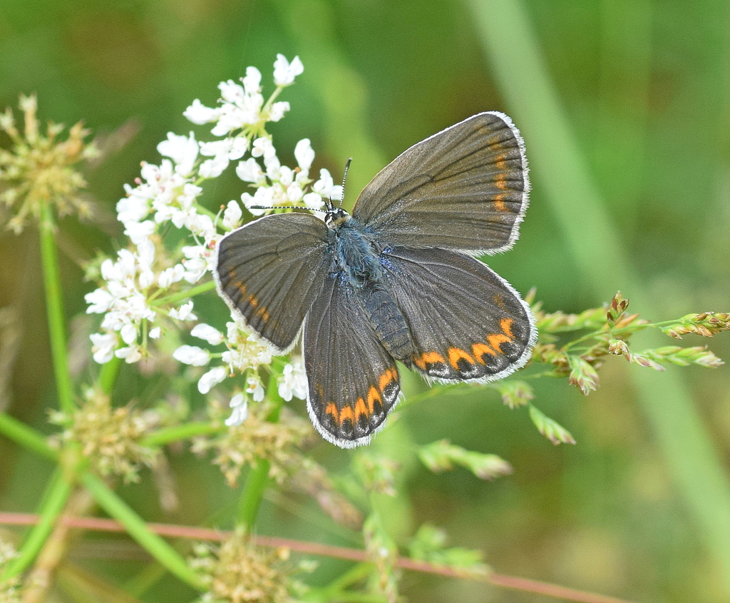 Lycaeides argyrognomon