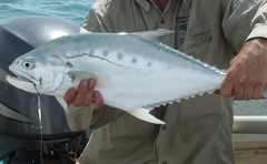 Scomberoides commersonnianus