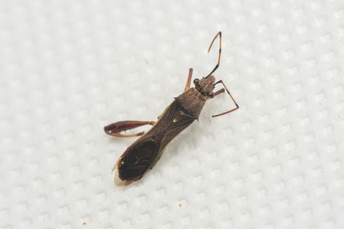 Mirperus jaculus