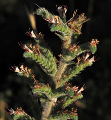 Echium glomeratum