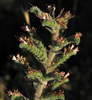Echium glomeratum - Photo (c) Ron Frumkin, algunos derechos reservados (CC BY-NC), subido por Ron Frumkin