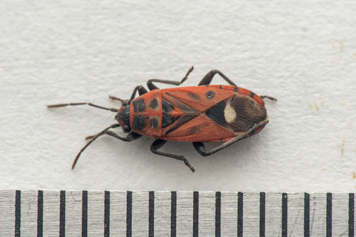 Aspilocoryphus fasciativentris