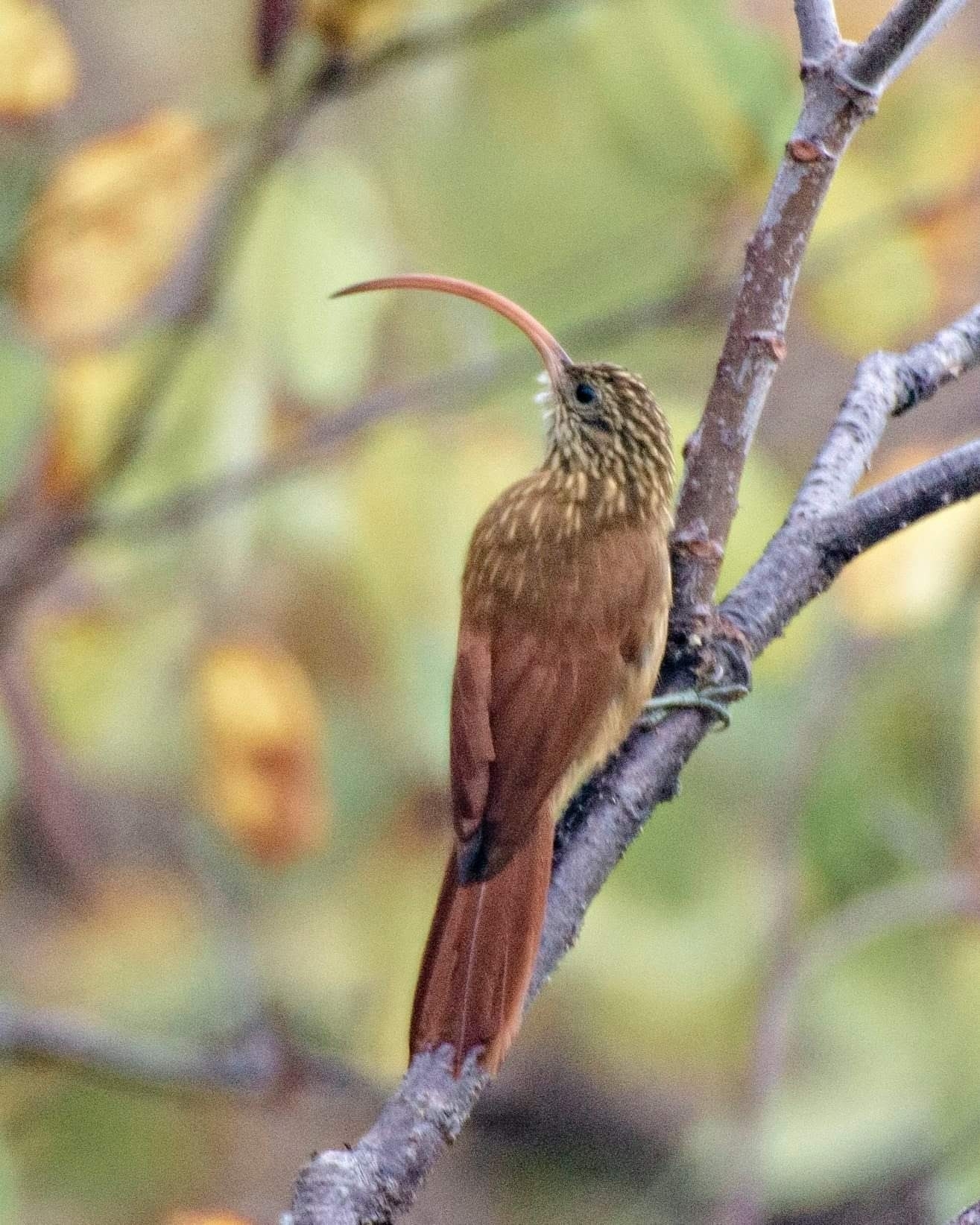 Red-billed Scythebill illustration