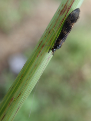 Mystacides longicornis