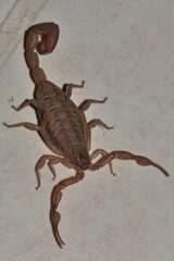 Centruroides limpidus
