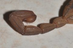 Centruroides limpidus