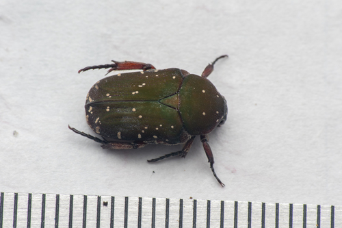 Paralleucosma glycyphanoides dives