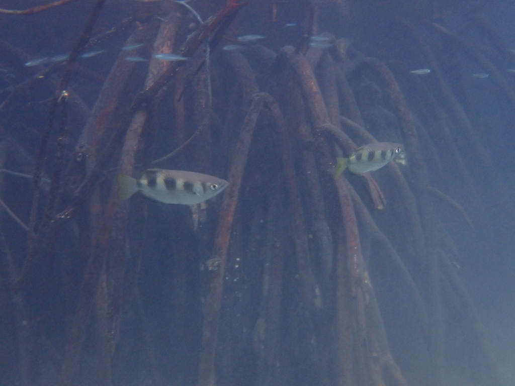 Archer fish (Toxotes jaculatrix) — Toxotidae