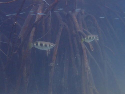 Archer fish (Toxotes jaculatrix) — Toxotidae