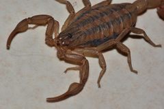 Centruroides limpidus