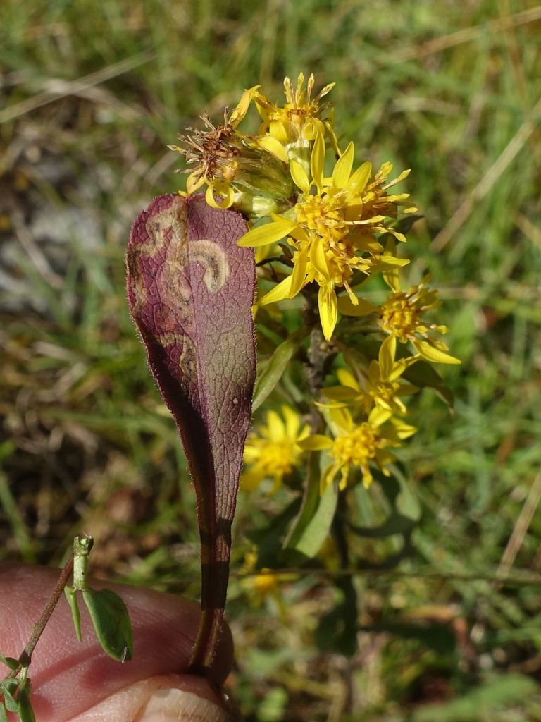 Liriomyza pusilla
