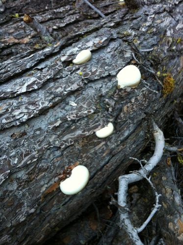 iNaturalist observation photo of Veiled Polypore