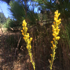 Solidago spathulata