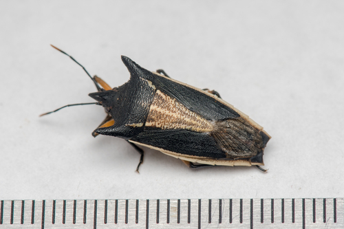 Macrina juvenca