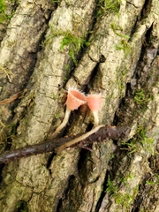 Microstoma floccosum