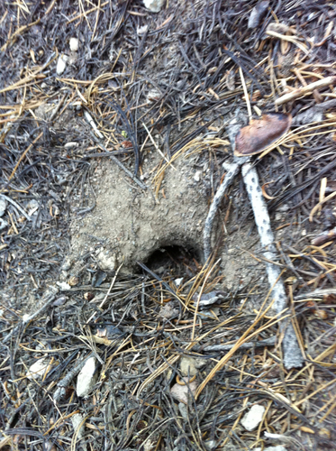 iNaturalist observation photo of Humboldt's Flying Squirrel