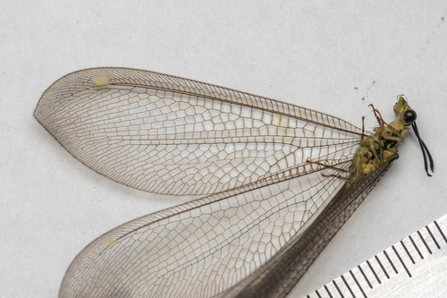Gregarious Antlion