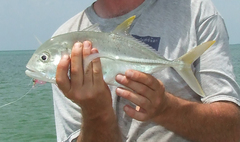 Caranx