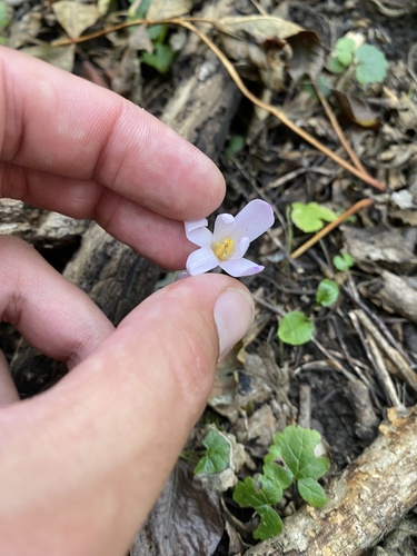 Colchicum umbrosum
