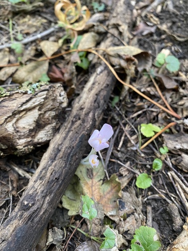 Colchicum umbrosum