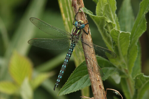 Hairy Dragonfly, Lekkerkerk, Nederland, photo 10 of 10