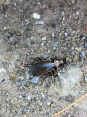 Carabus depressus